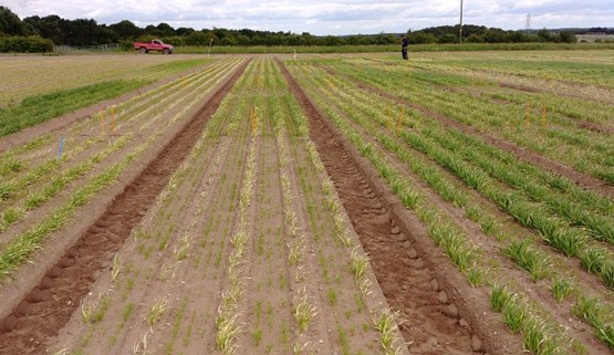 Nutritional disorders